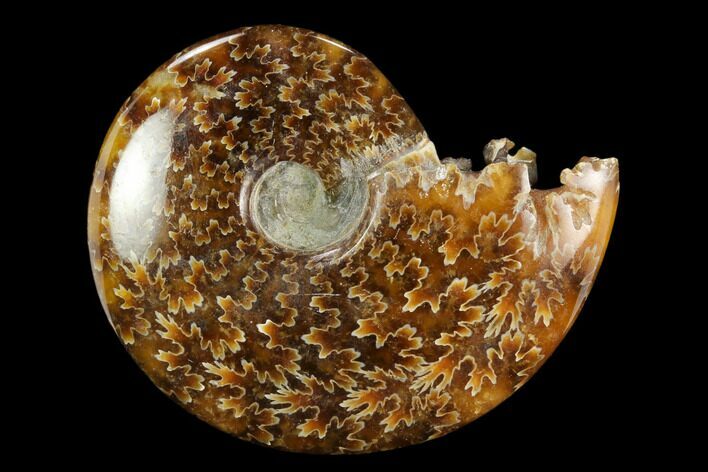 Polished, Agatized Ammonite (Cleoniceras) - Madagascar #117394